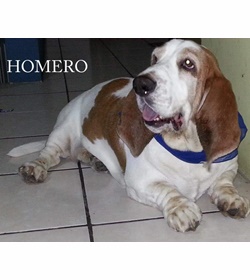 Homero reyes