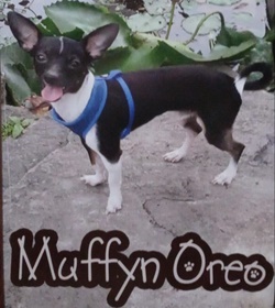 Muffyn oreo