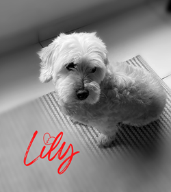 Lily guti%c3%a9rrez