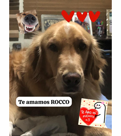 Rocco aviles