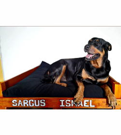 Sargus ismael v%c3%a1squez castro