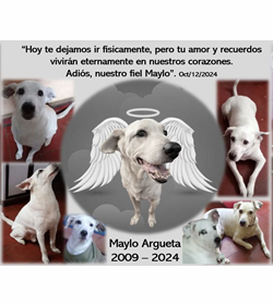 Maylow argueta mi perrito