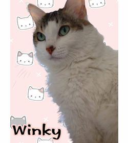 Winky marroqu%c3%adn