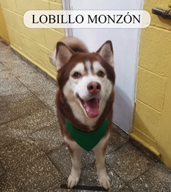 Lobillo monzon